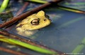 <br><br>Nom anglais : Common toad
<br> La coloration du Crapaud commun peut être beige...
<br><br>Photo réalisée en France, dans l'Allier (Auvergne)
<br><br> Crapaud commun
Bufo bufo
Common toad
Auvergne
Allier
coloration
beige 